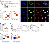 The differentiation-restoring effect of selinexor in vivo was saturated at