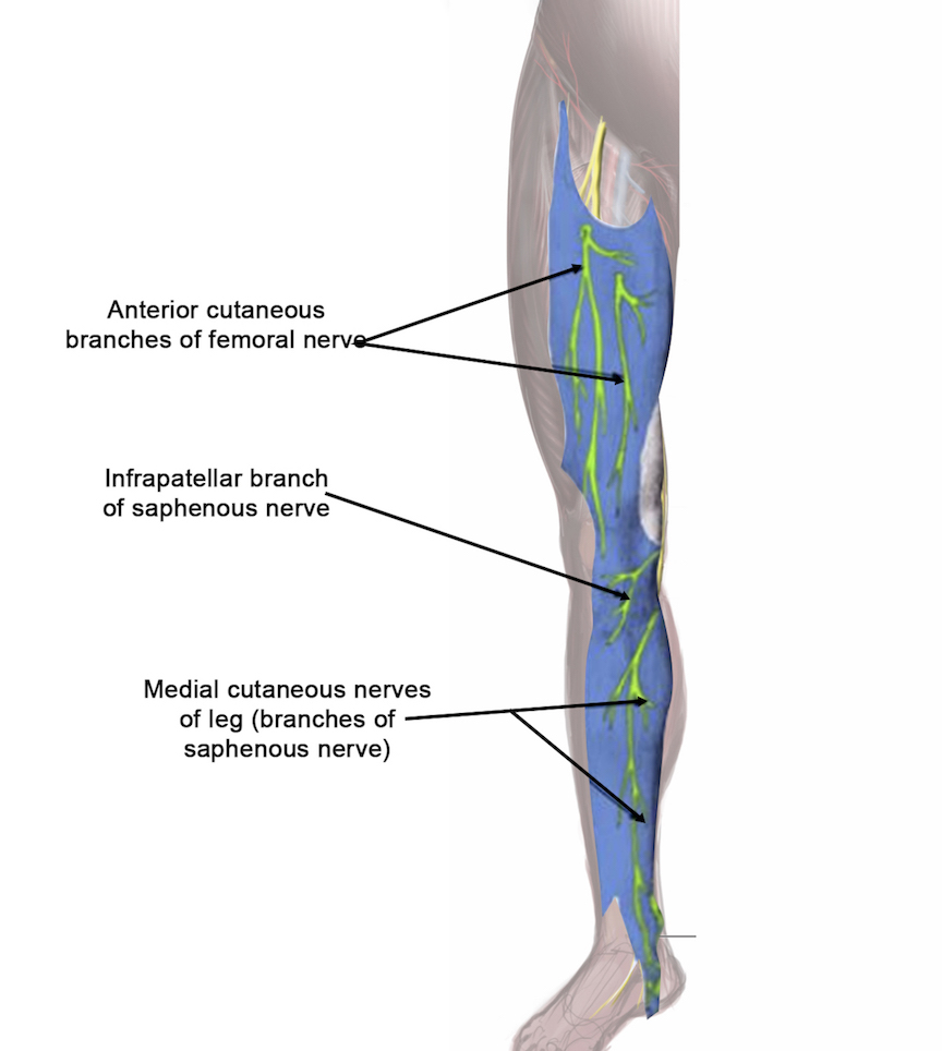 Saphenous Nerve Block