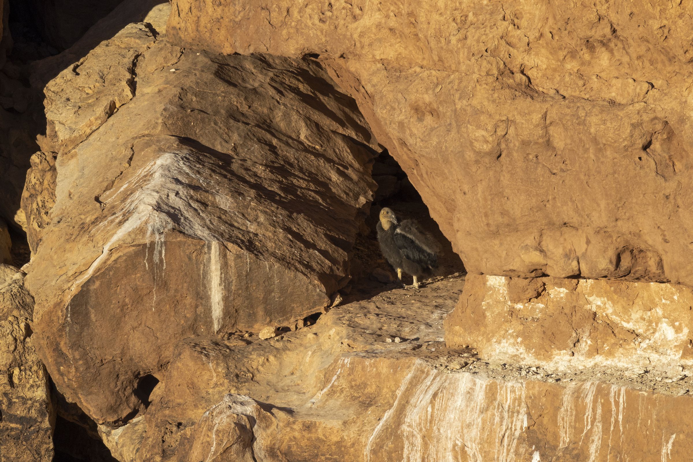 A condor chick stands on a rock formation.