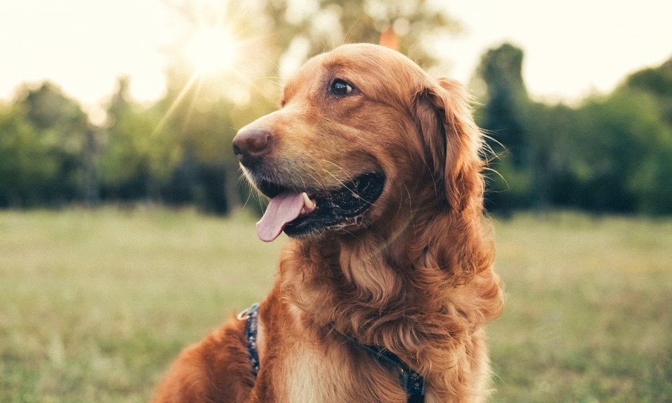 CBD for Dogs