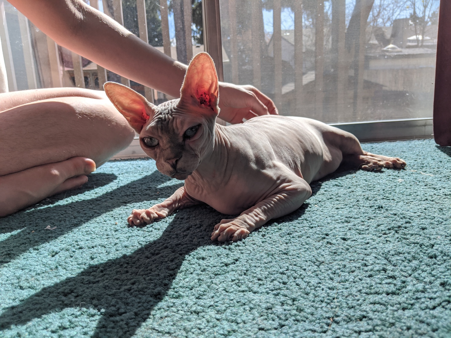 Pearl laying on carpet, bathed in a sunbeam that highlights her peach fuzz