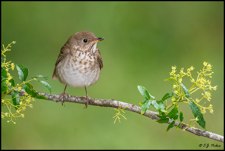 Gray-cheeked Thrush, Galveston, TX