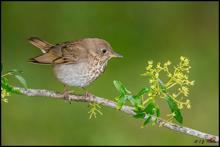 Gray-cheeked Thrush, Galveston, TX