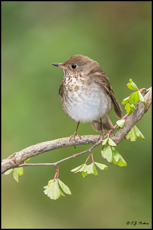 Gray-cheeked Thrush, Galveston, TX