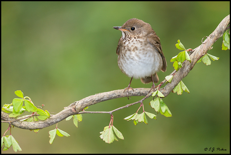 Gray-cheeked Thrush, Galveston, TX