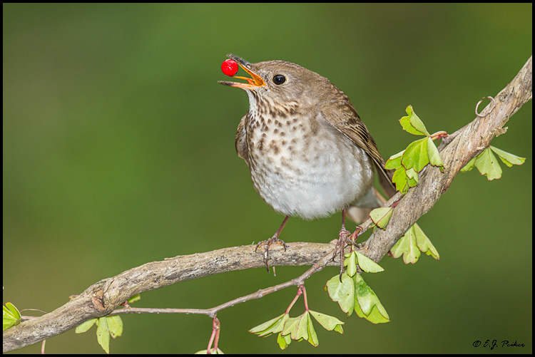 Gray-cheeked Thrush, Galveston, TX