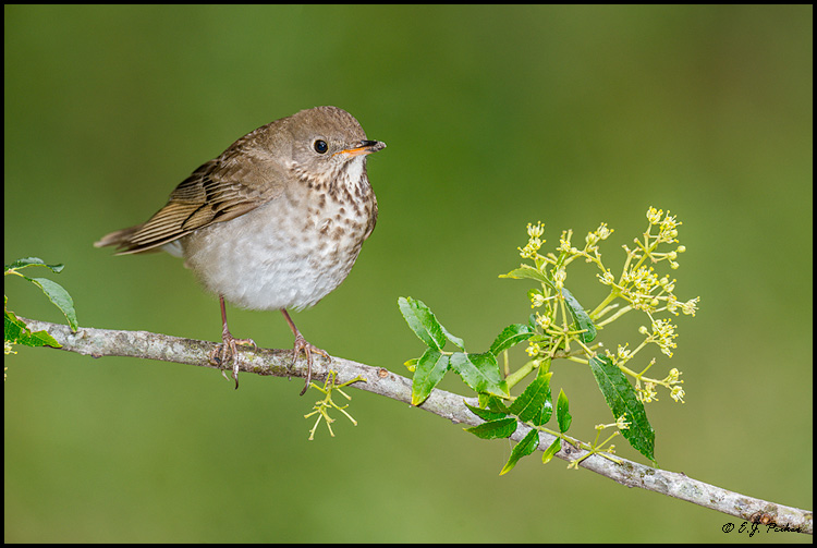 Gray-cheeked Thrush, Galveston, TX