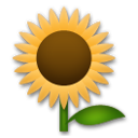 Come Girasole emoji appare su Lg.