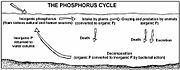 Diagram of the phosphorus cycle