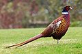 Pheasant.jpg