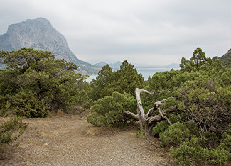 Relic juniper grove