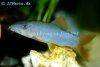 Blue loach, picture 2