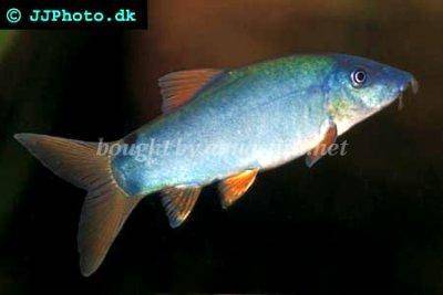 Blue loach - Botia modesta