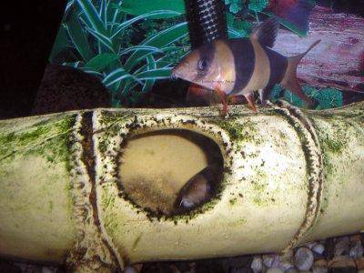 Clown loach - Chromobotia macracanthus