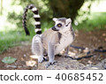 Close-up portrait of lemur catta 40685452