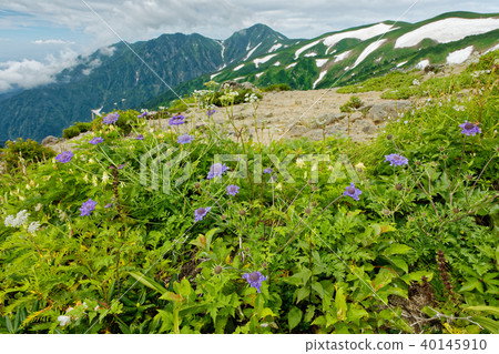 A view of the Mt. Imanto mountain ridge and the direction of the ridgeline of the remaining snow, Dainichidake 40145910