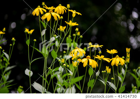 Yellow flower bouquet 41414730