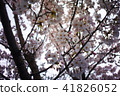 Cherry Blossoms 41826052