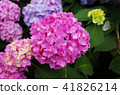 hydrangea 41826214