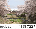 Cherry blossom trees of Nara Sado River 43637227