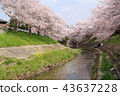 Cherry blossom trees of Nara Sado River 43637228