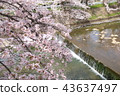 Cherry blossoms at Nara Sado River 43637497