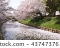 Cherry blossoms at Nara Sado River 43747376