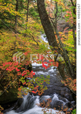 Nikko Ryugano Falls 44693267