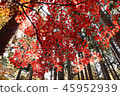 Autumn leaves 45952939