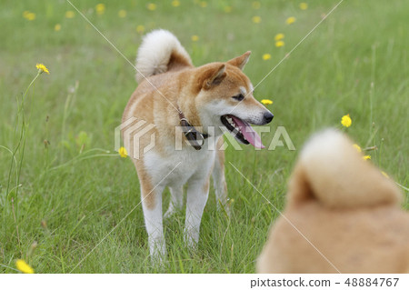 Shiba Inu playing in the field 48884767