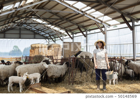 Sheep farm woman 50148569