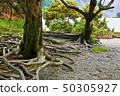 tree in the forest, Killarney National Park, 50305927