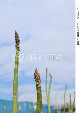 Green asparagus field 53672589