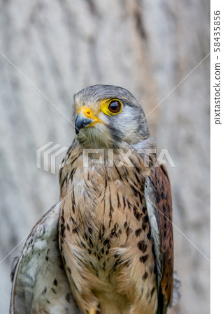 Close-up of Lesser Kestrel or Falco Naumanni 58435856