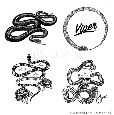 Vintage snake set. Royal python with skull and roses, milk reptile, venomous cobra. Poisonous Viper 59356451