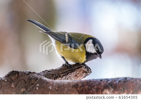 Cute bird Great tit, songbird sitting on the branch 61654305