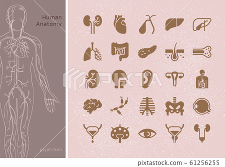 Large set of linear vector icons of human organs 61256255