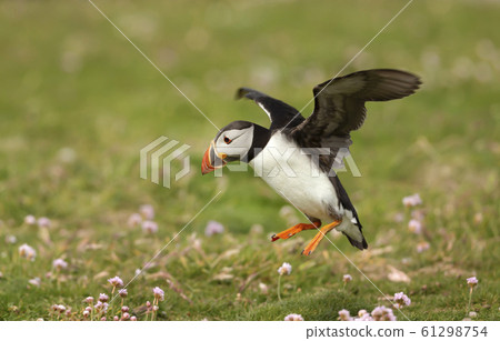 Atlantic puffin landing with the open wings 61298754