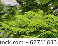 Royal Poinciana or Delonix Regia green leaves 62711833