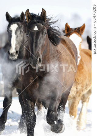 Horses in Hokkaido 63470209