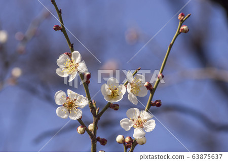 White flowers and blue sky 63875637