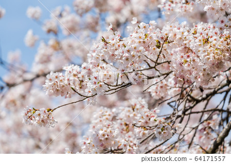 Blue sky and Ichimoku Senbonzakura Ogawara Town, Miyagi Prefecture 64171557