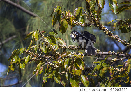 Oriental pied hornbill in Koh Adang national park, 65003361