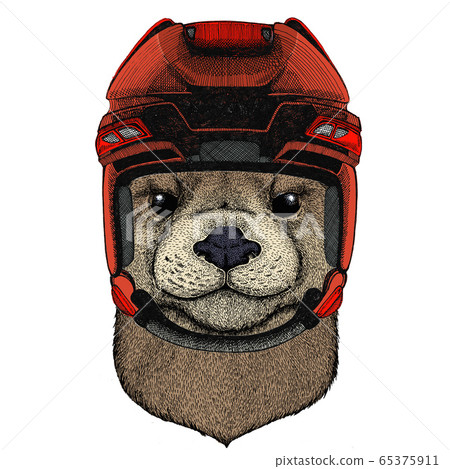 Portrait of otter. Cute animal head. 65375911