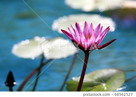 Beautiful lotus flower 68562527