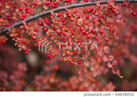 Bright red berries of bearberry cotoneaster in autumn forest 68656050