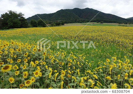 Sunflower field on the Hiruzen Plateau in Okayama Prefecture, Japan 68308704