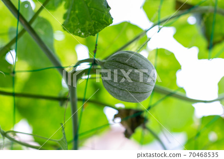 Harvest of summer vegetables Prince melon 70468535