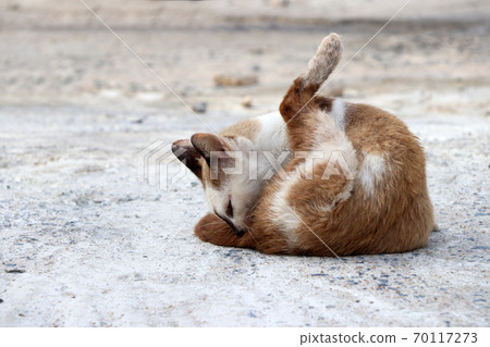 Light brown and white color of cat sitting and cleaning fur on the concrete ground.  70117273