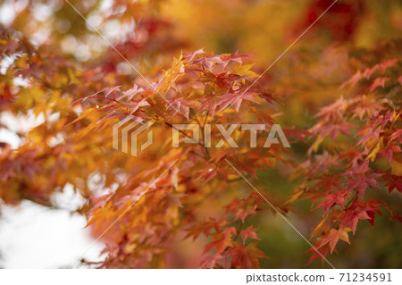 Maple leaves, Ansan city, Gyeonggi-do 71234591